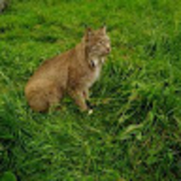 Meet your Posher, Ruby - Picture 1 of 1